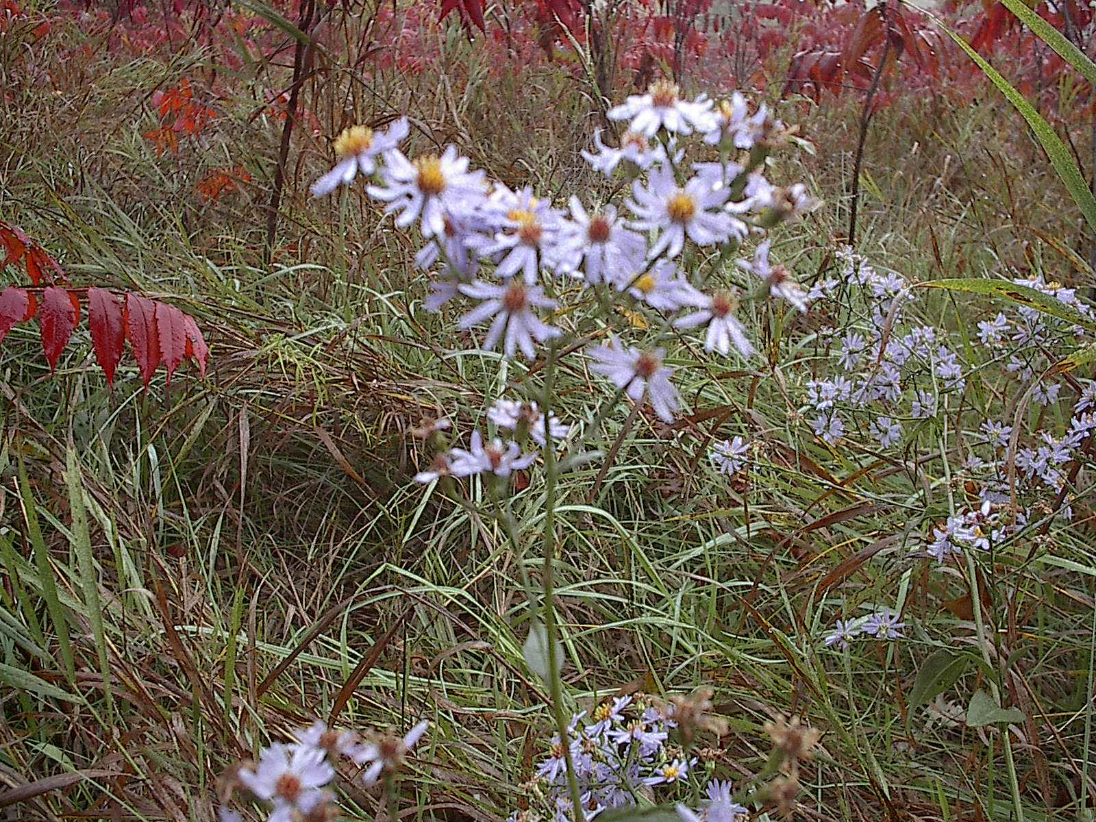 aster