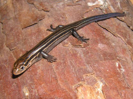 Prairie Skink