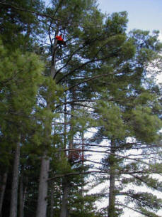 Me up in a tree in the BWCAW!