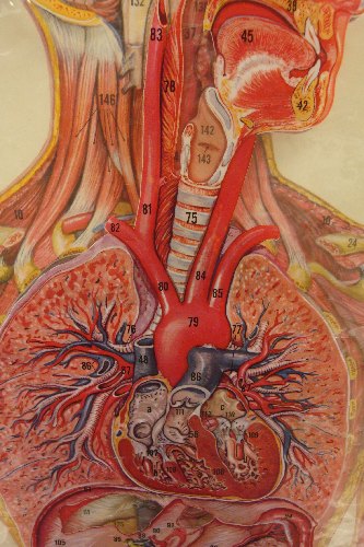 2114 - Anatomy and Physiology II Open Virtual Laboratory